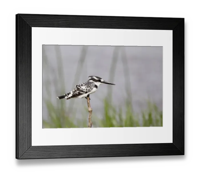Framed Print : Pied Kingfisher (Ceryle rudis) adult, perched on stick, Okavango Delta, Botswana Framed Print : Pied Kingfisher (Ceryle rudis) adult, perched on stick, Okavango Delta, Botswana