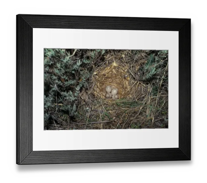 Framed Print : Crested Lark (Galerida cristata) nest with four eggs Framed Print : Crested Lark (Galerida cristata) nest with four eggs