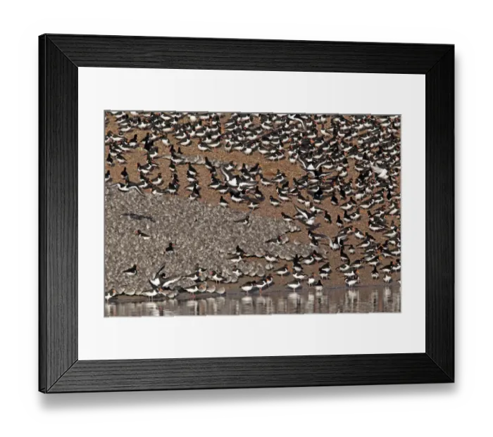 Framed Print : Knot (Calidris canutus) and Eurasian Oystercatcher (Haematopus ostralegus) flock, at roost in coastal lagoon habitat, Snettisham RSPB Reserve, Norfolk, England, march Framed Print : Knot (Calidris canutus) and Eurasian Oystercatcher (Haematopus ostralegus) flock, at roost in coastal lagoon habitat, Snettisham RSPB Reserve, Norfolk, England, march