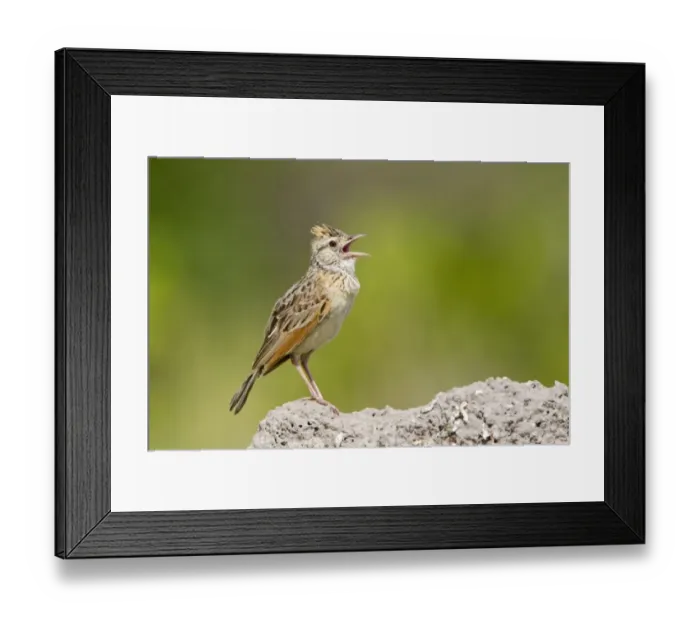 Framed Print : Rufous-naped Lark (Mirafra africana) adult male, singing, standing on top of termite mound, Okavango Delta, Botswana Framed Print : Rufous-naped Lark (Mirafra africana) adult male, singing, standing on top of termite mound, Okavango Delta, Botswana