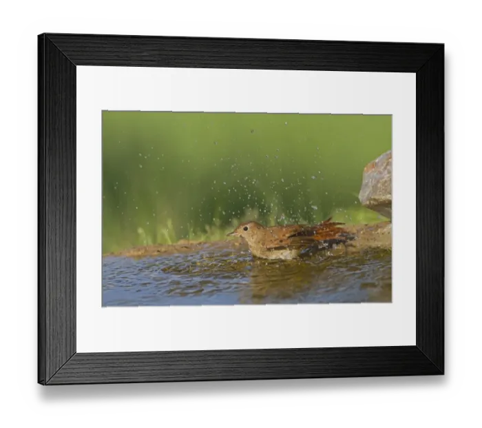 Framed Print : Common Nightingale (Luscinia megarhynchos) adult, bathing in pool, Spain, april Framed Print : Common Nightingale (Luscinia megarhynchos) adult, bathing in pool, Spain, april
