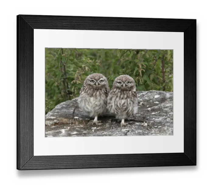 Framed Print : Little Owl (Athene noctua) two juveniles, standing on stump, Leicestershire, England, july Framed Print : Little Owl (Athene noctua) two juveniles, standing on stump, Leicestershire, England, july