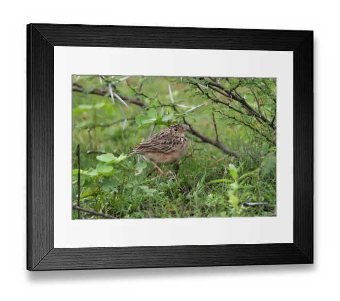 Framed Print : Rufous-winged Lark (Mirafra assamica) adult, standing amongst low vegetation, Sri Lanka, december Framed Print : Rufous-winged Lark (Mirafra assamica) adult, standing amongst low vegetation, Sri Lanka, december