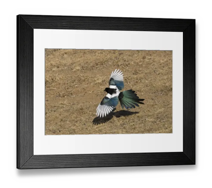 Framed Print : Common Magpie (Pica pica leucoptera) adult, in low flight over ground, Gobi Desert, Mongolia, october Framed Print : Common Magpie (Pica pica leucoptera) adult, in low flight over ground, Gobi Desert, Mongolia, october