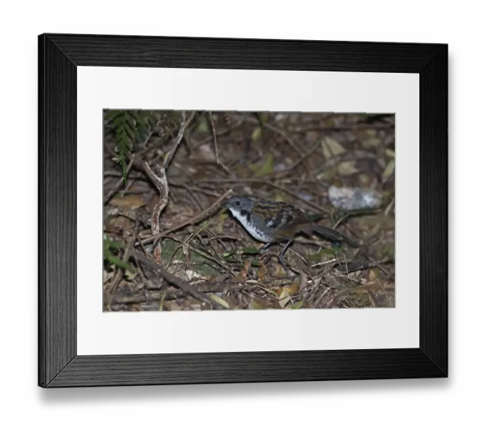 Framed Print : Australian Logrunner (Orthonyx temminckii) adult male, standing on forest floor, Lamington N. P. Queensland, Australia