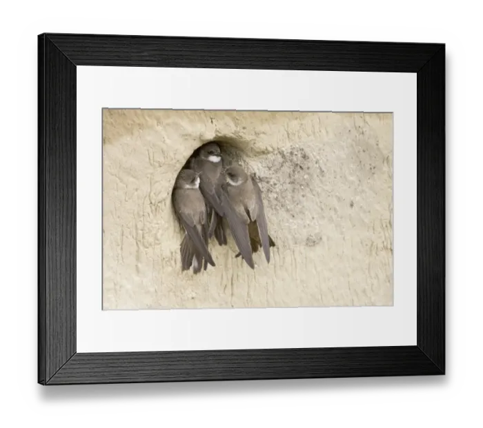 Framed Print : Sand Martin (Riparia riparia) adult pair, fighting off intruder attempting to take over nestsite, Hungary, may Framed Print : Sand Martin (Riparia riparia) adult pair, fighting off intruder attempting to take over nestsite, Hungary, may