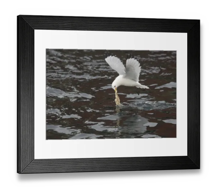 Framed Print : Kittiwake (Rissa tridactyla) adult, in flight, feeding on fish offal in fishing harbour, Varangerfjord, Finnmark, Norway Framed Print : Kittiwake (Rissa tridactyla) adult, in flight, feeding on fish offal in fishing harbour, Varangerfjord, Finnmark, Norway
