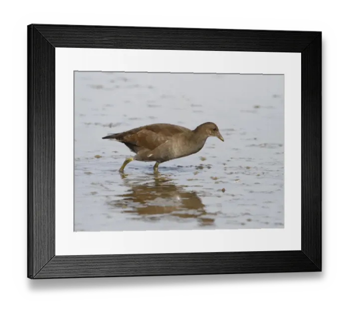 Framed Print : Common Moorhen (Gallinula chloropus) juvenile, wading in shallow water, Norfolk, England, september
