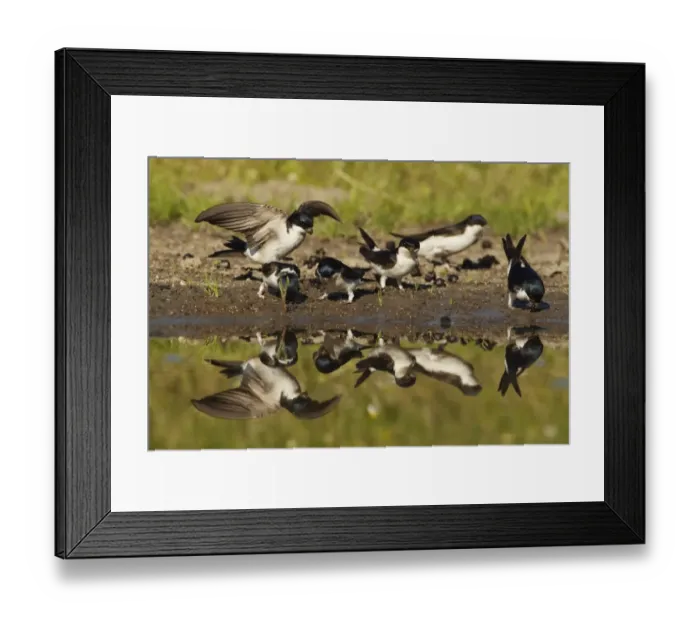 Framed Print : House Martin (Delichon urbica) six adults, group collecting mud for nesting material, at edge of puddle with reflection, Bulgaria Framed Print : House Martin (Delichon urbica) six adults, group collecting mud for nesting material, at edge of puddle with reflection, Bulgaria