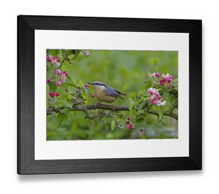 Framed Print : European Nuthatch (Sitta europaea) adult, perched in Crabapple (Malus sp. ) tree with blossom, Shropshire, England, april Framed Print : European Nuthatch (Sitta europaea) adult, perched in Crabapple (Malus sp. ) tree with blossom, Shropshire, England, april