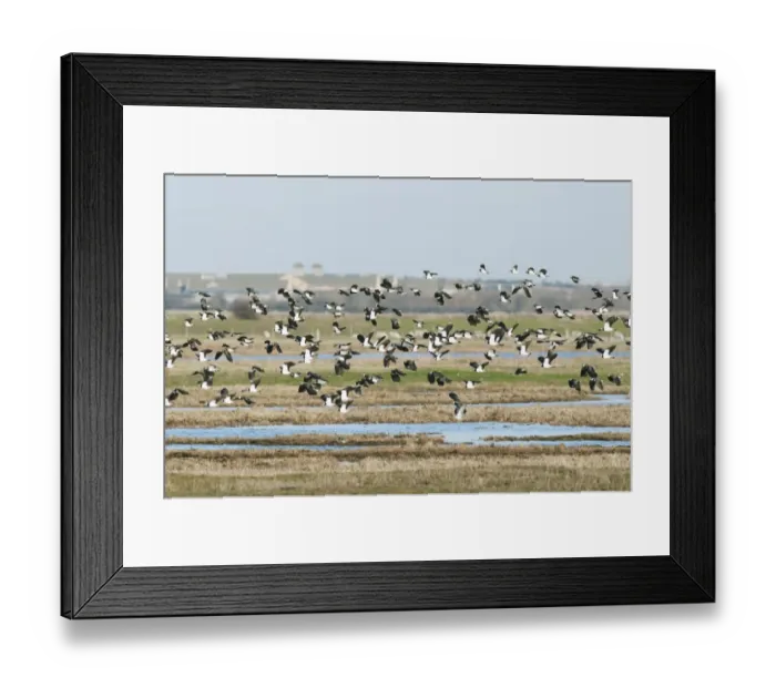 Framed Print : Northern Lapwing (Vanellus vanellus) flock, in flight over flooded grazing marsh habitat, Elmley Marshes RSPB Reserve, North Kent Marshes, Isle of Sheppey, Kent, England, january Framed Print : Northern Lapwing (Vanellus vanellus) flock, in flight over flooded grazing marsh habitat, Elmley Marshes RSPB Reserve, North Kent Marshes, Isle of Sheppey, Kent, England, january