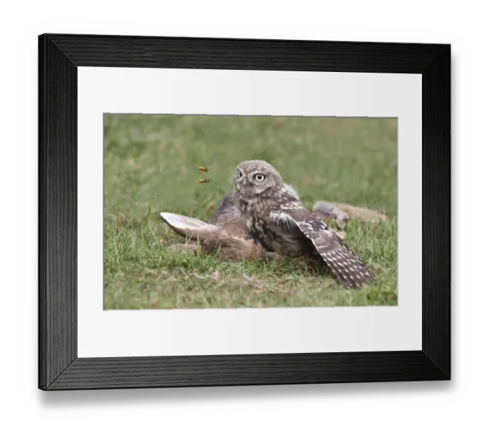 Framed Print : Little Owl (Athene noctua) adult, feeding, scavenging on European Rabbit (Oryctolagus cuniculus) carcass, being troubled by wasps, Leicestershire, England, july Framed Print : Little Owl (Athene noctua) adult, feeding, scavenging on European Rabbit (Oryctolagus cuniculus) carcass, being troubled by wasps, Leicestershire, England, july
