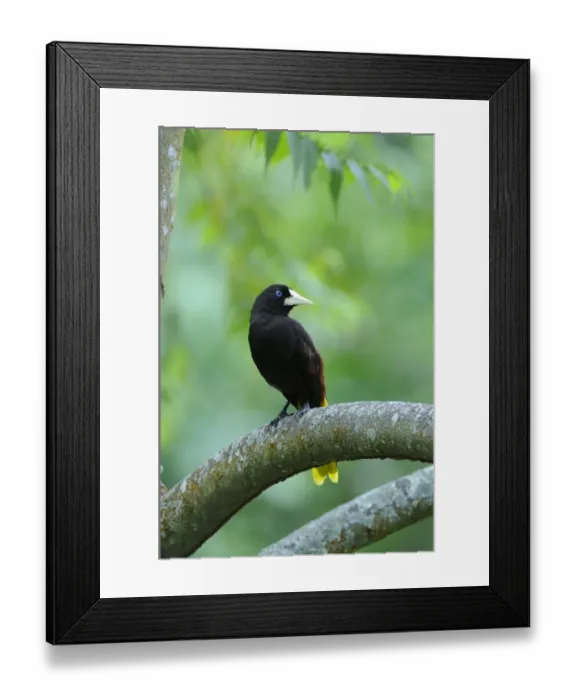 Framed Print : Crested Oropendola (Psarocolius decumanus) adult, perched on branch, Trinidad, Trinidad and Tobago Framed Print : Crested Oropendola (Psarocolius decumanus) adult, perched on branch, Trinidad, Trinidad and Tobago