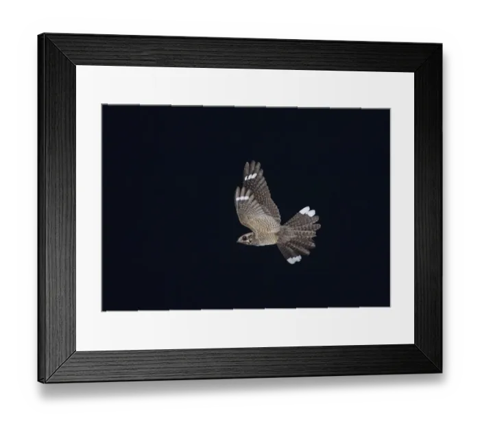 Framed Print : Eurasian Nightjar (Caprimulgus europaeus) adult male, in display flight over heathland at night, North Norfolk, England, may Framed Print : Eurasian Nightjar (Caprimulgus europaeus) adult male, in display flight over heathland at night, North Norfolk, England, may