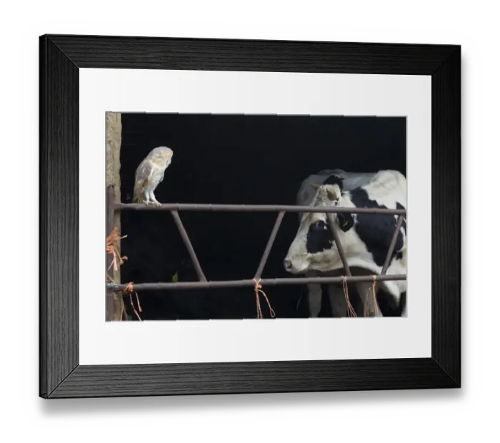 Framed Print : Barn Owl (Tyto alba) adult, perched on gate in old cattle barn, Sheffield, South Yorkshire, England, november (captive)