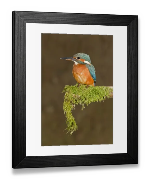 Framed Print : Common Kingfisher (Alcedo atthis) immature female, perched on mossy branch, Suffolk, England, july Framed Print : Common Kingfisher (Alcedo atthis) immature female, perched on mossy branch, Suffolk, England, july