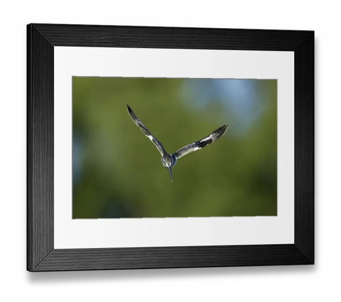 Framed Print : Pied Kingfisher (Ceryle rudis) adult, in hovering flight, about to dive, Okavango Delta, Botswana Framed Print : Pied Kingfisher (Ceryle rudis) adult, in hovering flight, about to dive, Okavango Delta, Botswana