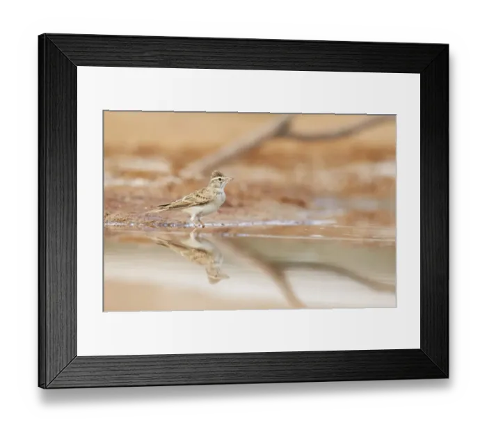 Framed Print : Greater Short-toed Lark (Calandrella brachydactyla) adult, standing at edge of water, Belchite Plains, Aragon, Spain, september Framed Print : Greater Short-toed Lark (Calandrella brachydactyla) adult, standing at edge of water, Belchite Plains, Aragon, Spain, september