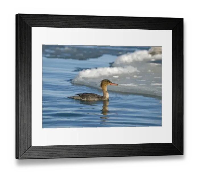 Framed Print : Red-breasted Merganser (Mergus serrator) adult female, diving sequence (one of four), Hokkaido, Japan, winter Framed Print : Red-breasted Merganser (Mergus serrator) adult female, diving sequence (one of four), Hokkaido, Japan, winter