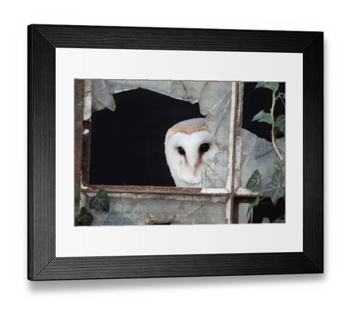 Framed Print : Barn Owl (Tyto alba) adult, looking out from broken glass at window, Gloucestershire, England, january (captive) Framed Print : Barn Owl (Tyto alba) adult, looking out from broken glass at window, Gloucestershire, England, january (captive)