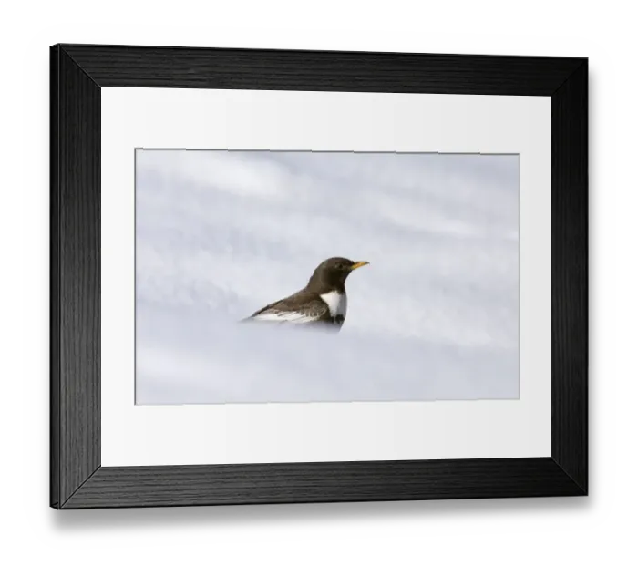 Framed Print : Ring Ouzel (Turdus torquatus) adult male, standing in snow, Great Caucasus, Caucasus Mountains, Georgia, april Framed Print : Ring Ouzel (Turdus torquatus) adult male, standing in snow, Great Caucasus, Caucasus Mountains, Georgia, april