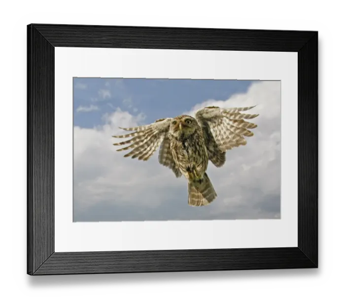Framed Print : Little Owl (Athene noctua) adult, in flight, Leicestershire, England, july Framed Print : Little Owl (Athene noctua) adult, in flight, Leicestershire, England, july