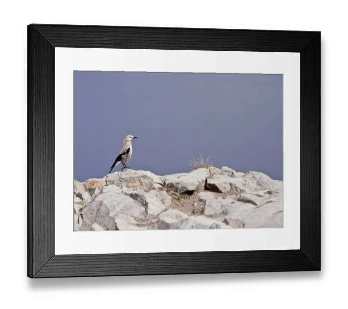 Framed Print : Clark's Nutcracker (Nucifraga columbiana) adult, perched on rocks, Crater Lake N. P. Cascade Mountains, Oregon, U. S. A. july Framed Print : Clark's Nutcracker (Nucifraga columbiana) adult, perched on rocks, Crater Lake N. P. Cascade Mountains, Oregon, U. S. A. july