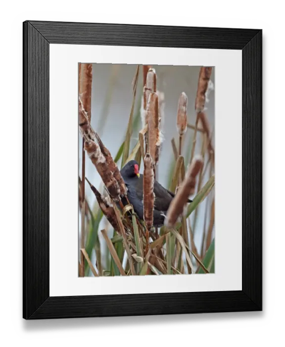 Framed Print : Common Moorhen (Gallinula chloropus) adult, climbing reedmace stems, Holme, Norfolk, England, november Framed Print : Common Moorhen (Gallinula chloropus) adult, climbing reedmace stems, Holme, Norfolk, England, november