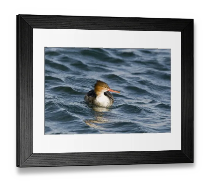 Framed Print : Red-breasted Merganser (Mergus serrator) adult female, swimming in harbour, Hokkaido, Japan, winter Framed Print : Red-breasted Merganser (Mergus serrator) adult female, swimming in harbour, Hokkaido, Japan, winter