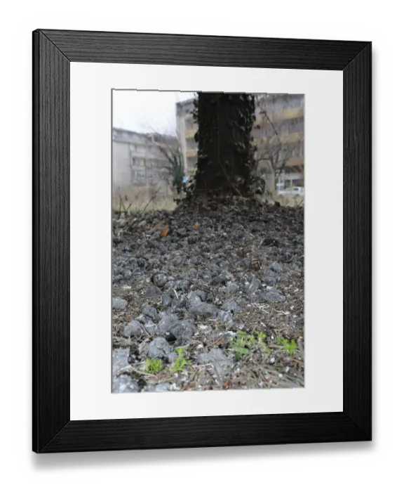 Framed Print : Long-eared Owl (Asio otus) pellets, collecting at base of urban communal roost tree, Bulgaria Framed Print : Long-eared Owl (Asio otus) pellets, collecting at base of urban communal roost tree, Bulgaria