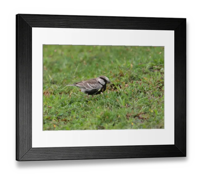 Framed Print : Ashy-crowned Sparrow-lark (Eremopterix grisea) adult male, feeding on grass seeds, Sri Lanka, december Framed Print : Ashy-crowned Sparrow-lark (Eremopterix grisea) adult male, feeding on grass seeds, Sri Lanka, december