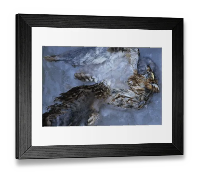 Framed Print : Tawny Owl (Strix aluco) dead adult, frozen in ice, Derbyshire, England, winter Framed Print : Tawny Owl (Strix aluco) dead adult, frozen in ice, Derbyshire, England, winter