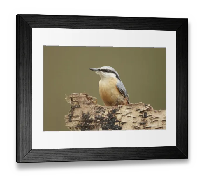 Framed Print : European Nuthatch (Sitta europaea) adult, perched on silver birch stump, Shropshire, England Framed Print : European Nuthatch (Sitta europaea) adult, perched on silver birch stump, Shropshire, England