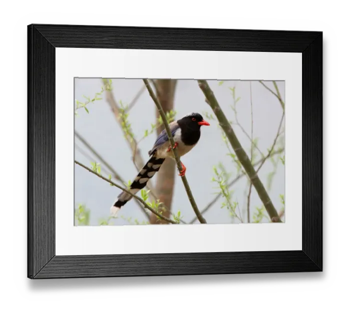 Framed Print : Red-billed Blue Magpie (Urocissa erythrorhyncha brevivexilla) adult, perched in tree, near Beijing, China, may Framed Print : Red-billed Blue Magpie (Urocissa erythrorhyncha brevivexilla) adult, perched in tree, near Beijing, China, may