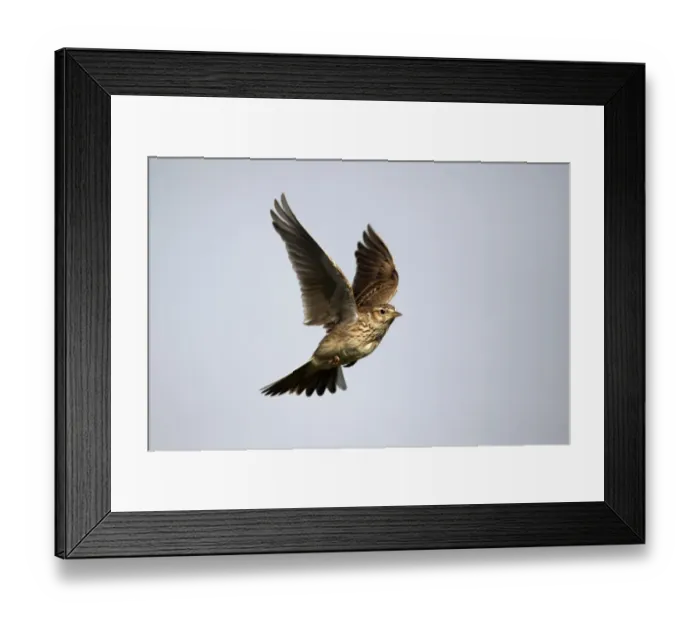 Framed Print : Skylark (Alauda arvensis) adult, in flight, Midlands, England, april Framed Print : Skylark (Alauda arvensis) adult, in flight, Midlands, England, april