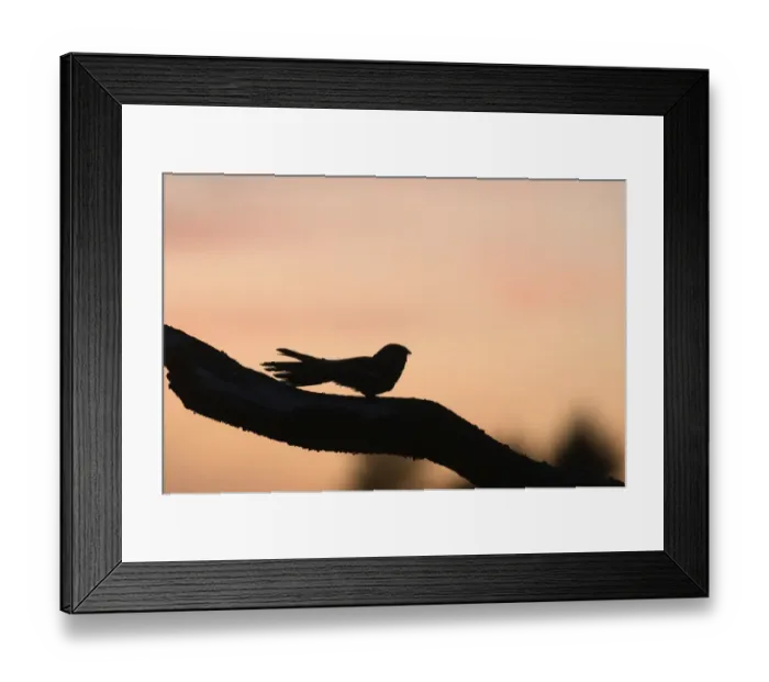 Framed Print : Eurasian Nightjar (Caprimulgus europaeus) adult male, churring on song post in heathland, silhouetted at dusk, North Norfolk, England, june Framed Print : Eurasian Nightjar (Caprimulgus europaeus) adult male, churring on song post in heathland, silhouetted at dusk, North Norfolk, England, june