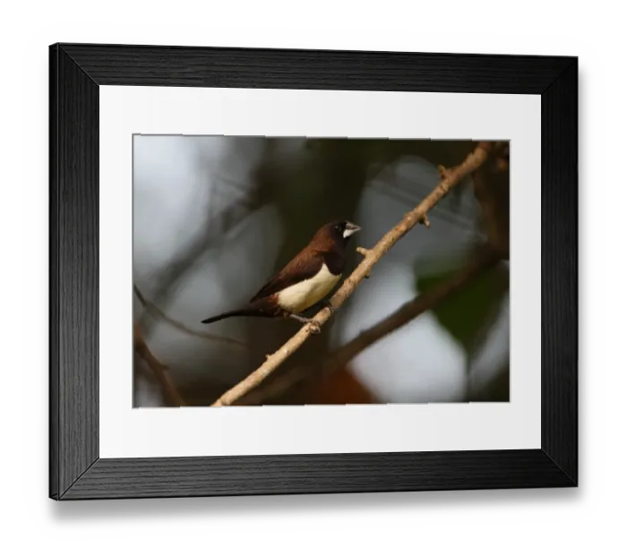 Framed Print : White-rumped Munia (Lonchura striata) adult, perched on twig, Sri Lanka, december Framed Print : White-rumped Munia (Lonchura striata) adult, perched on twig, Sri Lanka, december