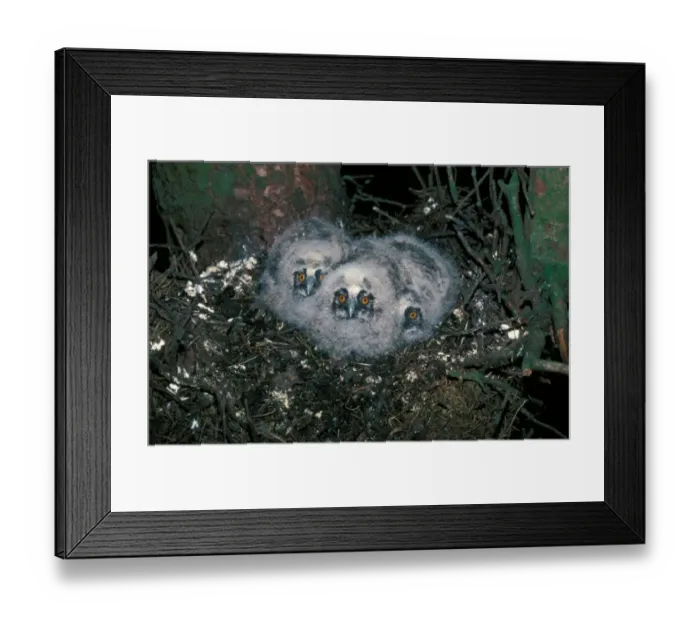 Framed Print : OwlLong-eared (Asio otus) Chicks in nest Framed Print : OwlLong-eared (Asio otus) Chicks in nest