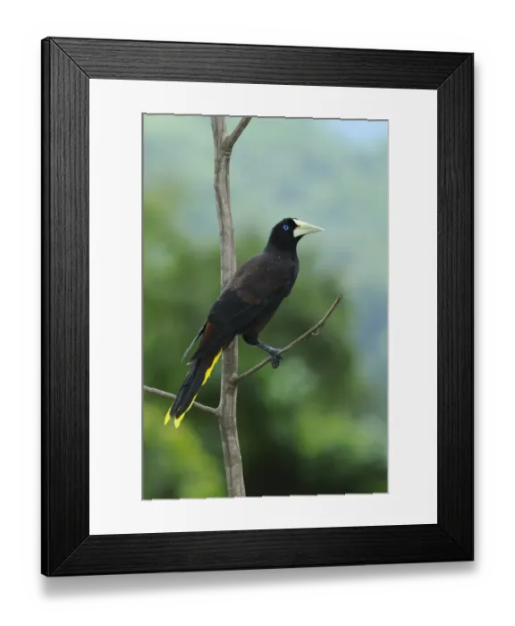 Framed Print : Crested Oropendola (Psarocolius decumanus) adult, perched on branch, Trinidad, Trinidad and Tobago Framed Print : Crested Oropendola (Psarocolius decumanus) adult, perched on branch, Trinidad, Trinidad and Tobago