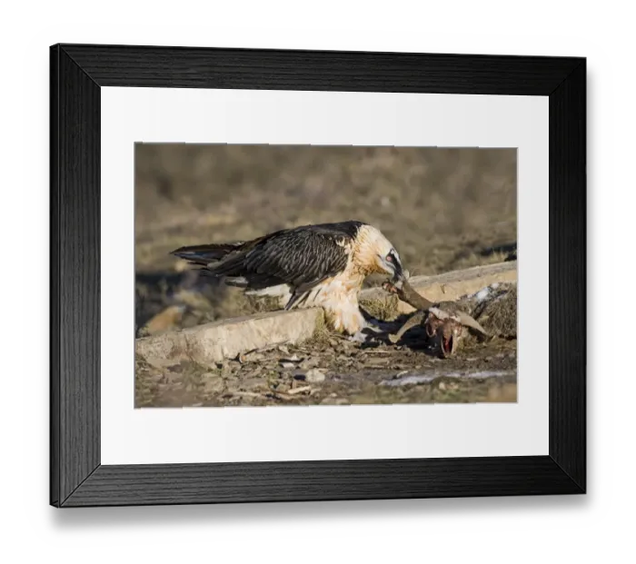 Framed Print : Lammergeier (Gypaetus barbatus) adult, feeding on carrion, Aren, Pyrenees, Spain, january Framed Print : Lammergeier (Gypaetus barbatus) adult, feeding on carrion, Aren, Pyrenees, Spain, january