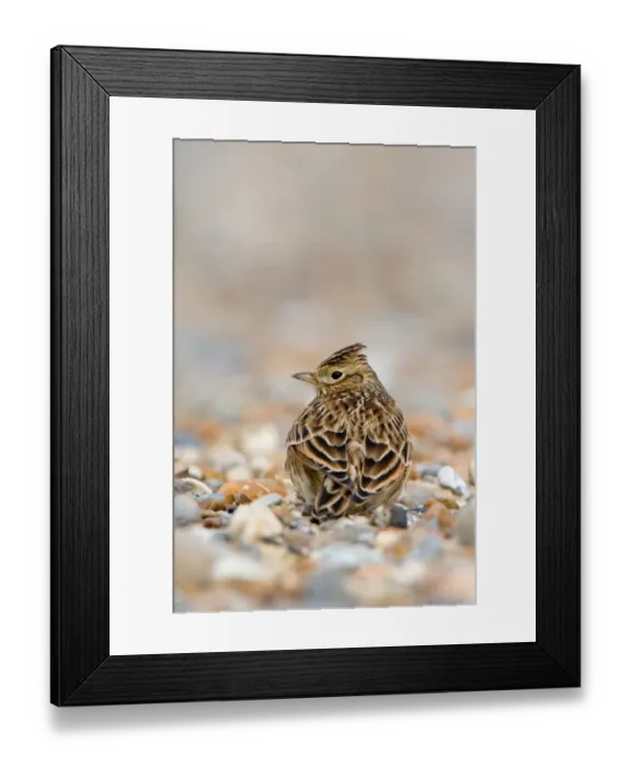 Framed Print : Skylark (Alauda arvensis) adult, winter plumage, standing on shingle beach, Suffolk, England, november Framed Print : Skylark (Alauda arvensis) adult, winter plumage, standing on shingle beach, Suffolk, England, november