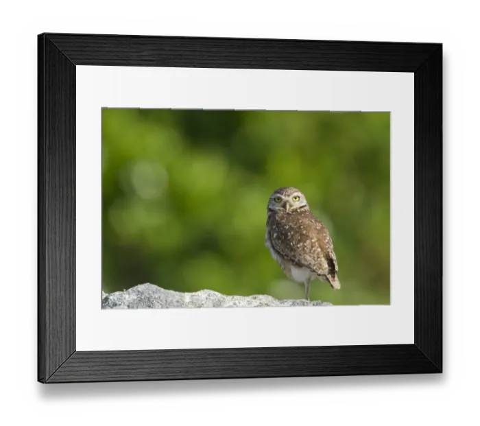 Framed Print : Burrowing Owl (Speotyto cunicularia) adult, standing on one leg, Ilha do Mel, Parana, Brazil Framed Print : Burrowing Owl (Speotyto cunicularia) adult, standing on one leg, Ilha do Mel, Parana, Brazil