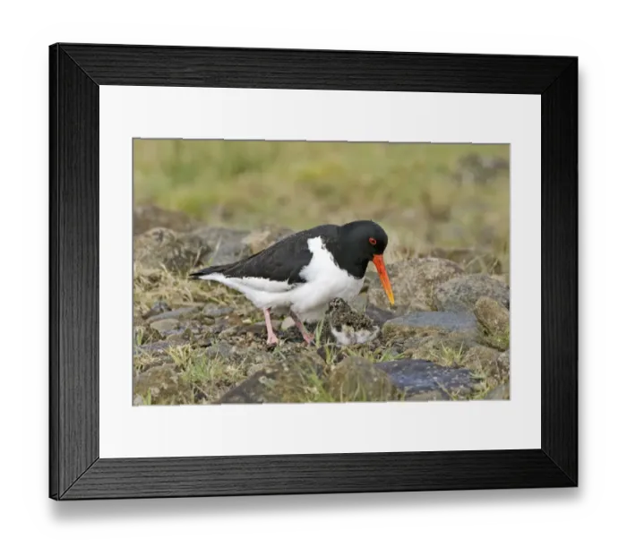 Framed Print : Eurasian Oystercatcher (Haematopus ostralegus) adult, tending to chicks, England, may Framed Print : Eurasian Oystercatcher (Haematopus ostralegus) adult, tending to chicks, England, may