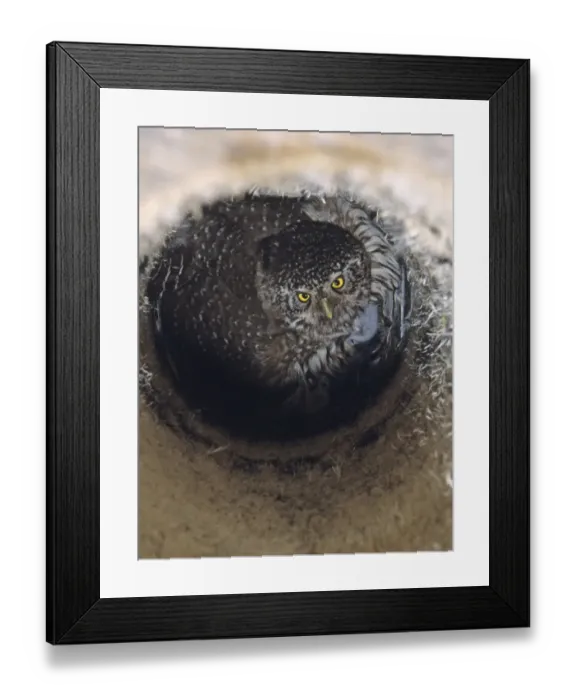 Framed Print : Eurasian Pygmy-owl (Glaucidium passerinum) adult, brooding chicks in nestbox, Finland, may Framed Print : Eurasian Pygmy-owl (Glaucidium passerinum) adult, brooding chicks in nestbox, Finland, may