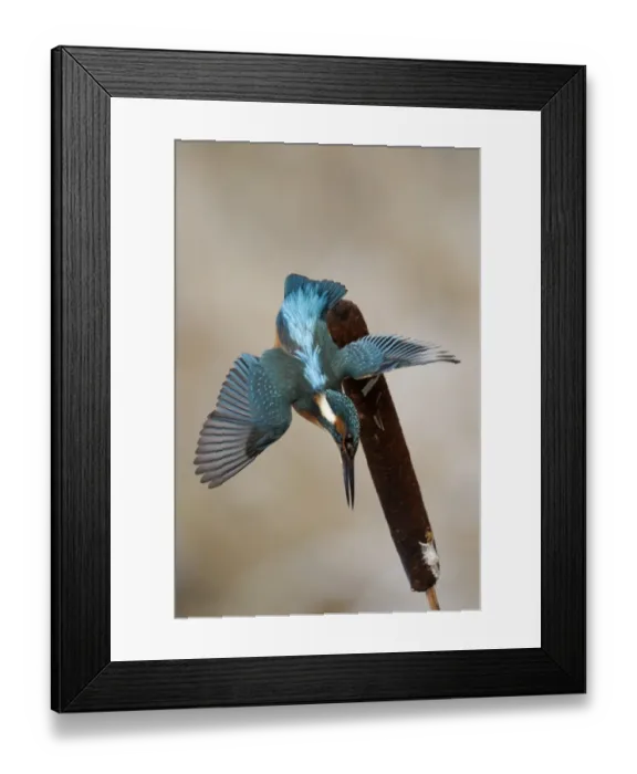 Framed Print : Common Kingfisher (Alcedo atthis) adult, in flight, diving from reedmace seedhead in snow, Midlands, England, december Framed Print : Common Kingfisher (Alcedo atthis) adult, in flight, diving from reedmace seedhead in snow, Midlands, England, december