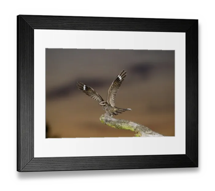 Framed Print : Eurasian Nightjar (Caprimulgus europaeus) adult male, with wings spread, standing on song post in heathland at dusk, North Norfolk, England, june Framed Print : Eurasian Nightjar (Caprimulgus europaeus) adult male, with wings spread, standing on song post in heathland at dusk, North Norfolk, England, june