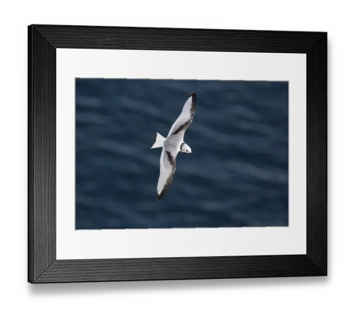 Framed Print : Kittiwake (Rissa tridactyla) juvenile, in flight over sea, Bempton Cliffs RSPB Reserve, East Yorkshire, England, july Framed Print : Kittiwake (Rissa tridactyla) juvenile, in flight over sea, Bempton Cliffs RSPB Reserve, East Yorkshire, England, july