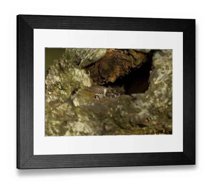 Framed Print : Little Owl (Athene noctua) adult, at hole in birch tree, North Yorkshire, England, november (captive)