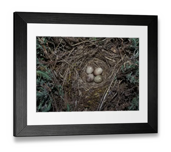 Framed Print : Crested Lark (Galerida cristata) nest with three Crested Lark eggs / 1 Cuckoo egg Framed Print : Crested Lark (Galerida cristata) nest with three Crested Lark eggs / 1 Cuckoo egg