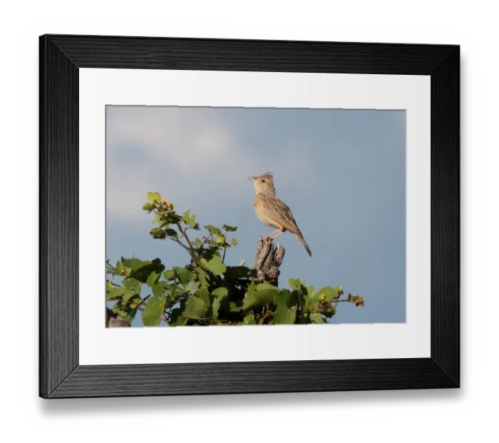 Framed Print : Rufous-naped Lark (Mirafra africana) adult, singing, perched on stump, Okavango Delta, Botswana Framed Print : Rufous-naped Lark (Mirafra africana) adult, singing, perched on stump, Okavango Delta, Botswana